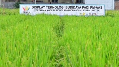 Gelar Teknologi Pertanian PENAS XVII tampilkan display padi PM-AAS di Limboto