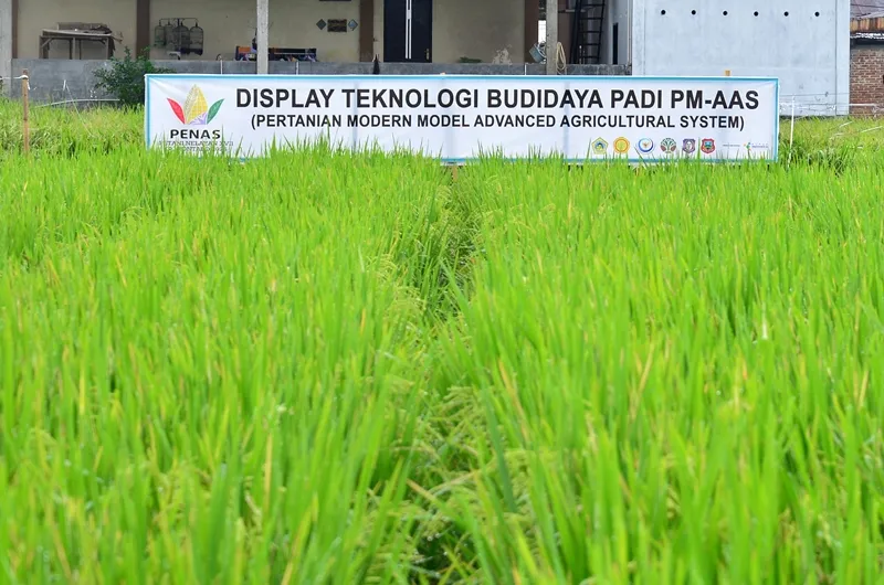 Gelar Teknologi Pertanian PENAS XVII tampilkan display padi PM-AAS di Limboto