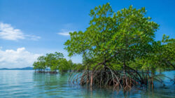 Mangrove Kaltim untuk Iklim dan Ekonomi