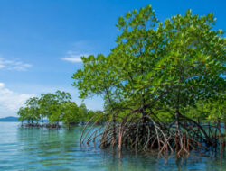 Mangrove Kaltim untuk Iklim dan Ekonomi