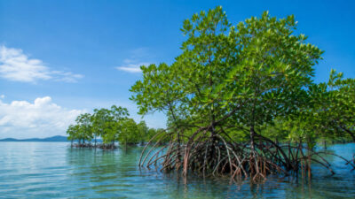 Mangrove Kaltim untuk Iklim dan Ekonomi