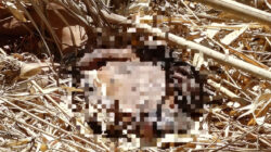Penemuan Mayat Pria Berbatik Cokelat di Kebun Warga Leboto, Polisi Masih Usut Penyebab Kematian