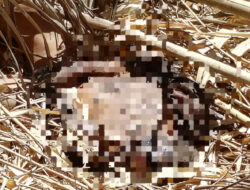 Penemuan Mayat Pria Berbatik Cokelat di Kebun Warga Leboto, Polisi Masih Usut Penyebab Kematian